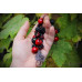 Cherry and blackberry bracelet